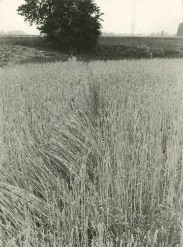 OHO Group, Milenko Matanović: Žito in vrvica / Wheat and rope, 1969
(black-and-white print) 
 ...
