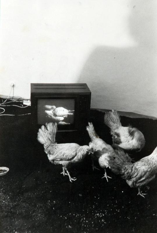 kikeriki-tv